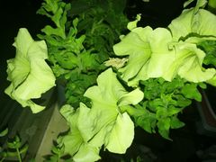 -比亚迪汽车王朝网(北京环耀4S店)