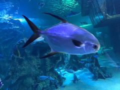 -悉尼海洋生物水族馆