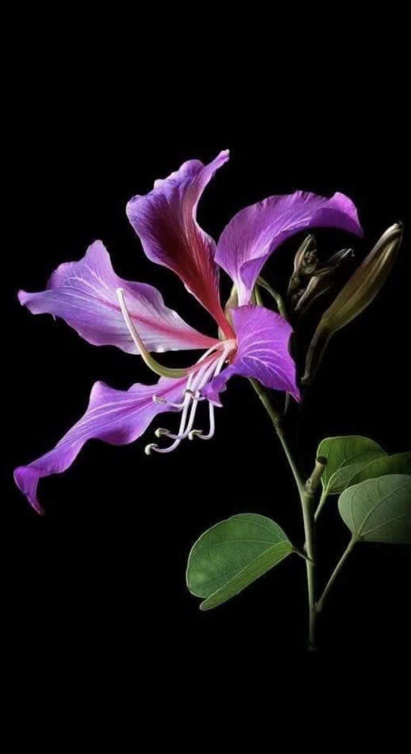 红花羊蹄甲
红花羊蹄甲(学名:bau