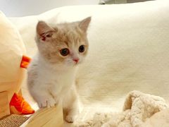 -欣宠猫屋·矮脚拿破仑·蓝金金渐层