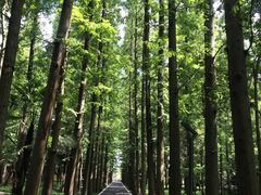 -东平国家森林公园