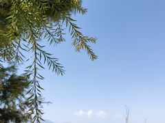 -杨记山珍鸡煲菌汤锅
