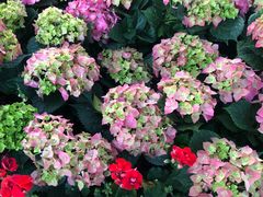 -人民公园(罗湖区)