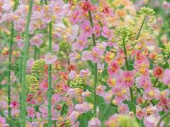 -中国天府农业博览园