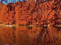 -上海海湾国家森林公园