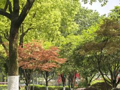 -重庆彩云湖湿地公园