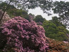 -梧桐山风景名胜区