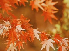 -花开海上生态园