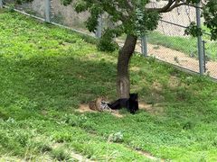 -西霞口神雕山野生动物世界