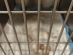 -艾吉宠物医院·疑难杂症转诊中心·猫友好(碧江路院)