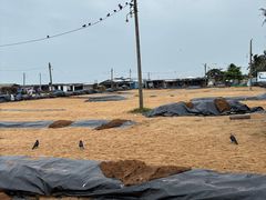 -尼甘布海鲜市场