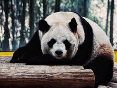 -杭州野生动物世界