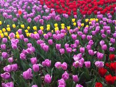 iphone_upload_pic-上海鲜花港