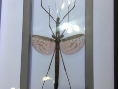 -上海昆虫博物馆