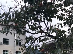 -竹庄餐馆·26年店(南昆山景区店)