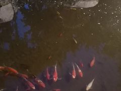 -思念果岭悦温泉