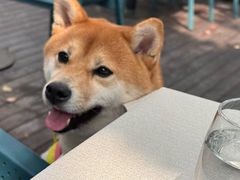 -Pasha帕夏土耳其餐厅(南昌路店)