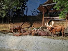 -清迈夜间动物园