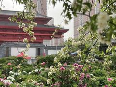 -曹州百花园