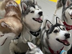 -Husky Go! 哈士奇体验馆·宠物咖啡厅狗咖