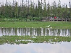 -白鹭湾湿地公园