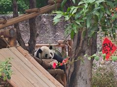 -灵玲国际马戏城