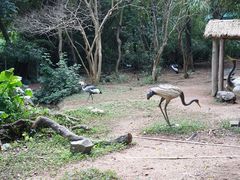 -深圳野生动物园