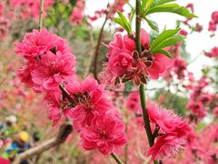 -桃花涧