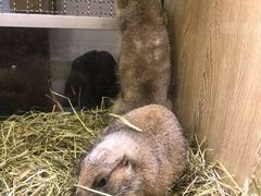 -藦茜花园宠物主题亲子互动体验馆(国顺东路店)