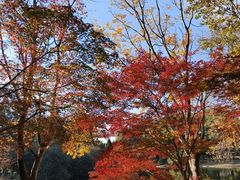 -上海共青森林公园