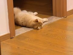 -欣宠猫屋·矮脚拿破仑·蓝金金渐层