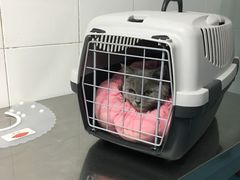 -北京赛佳动物医院