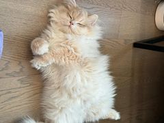 -lincat·猫舍(广州店)