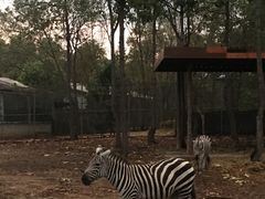 -清迈夜间动物园