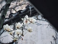 -留园