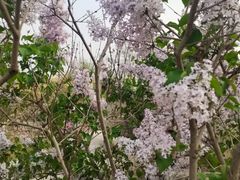 -西海子公园