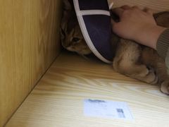 -pd派德宠物中心医院24H急重症·眼科中心·血液透析中心(嵩山北路店)