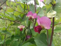 -三圣花乡旅游区