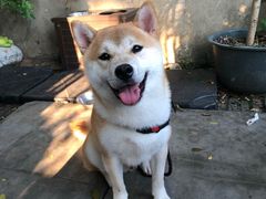 -more than meow吴止猫主题餐厅(承德 中船汇店)