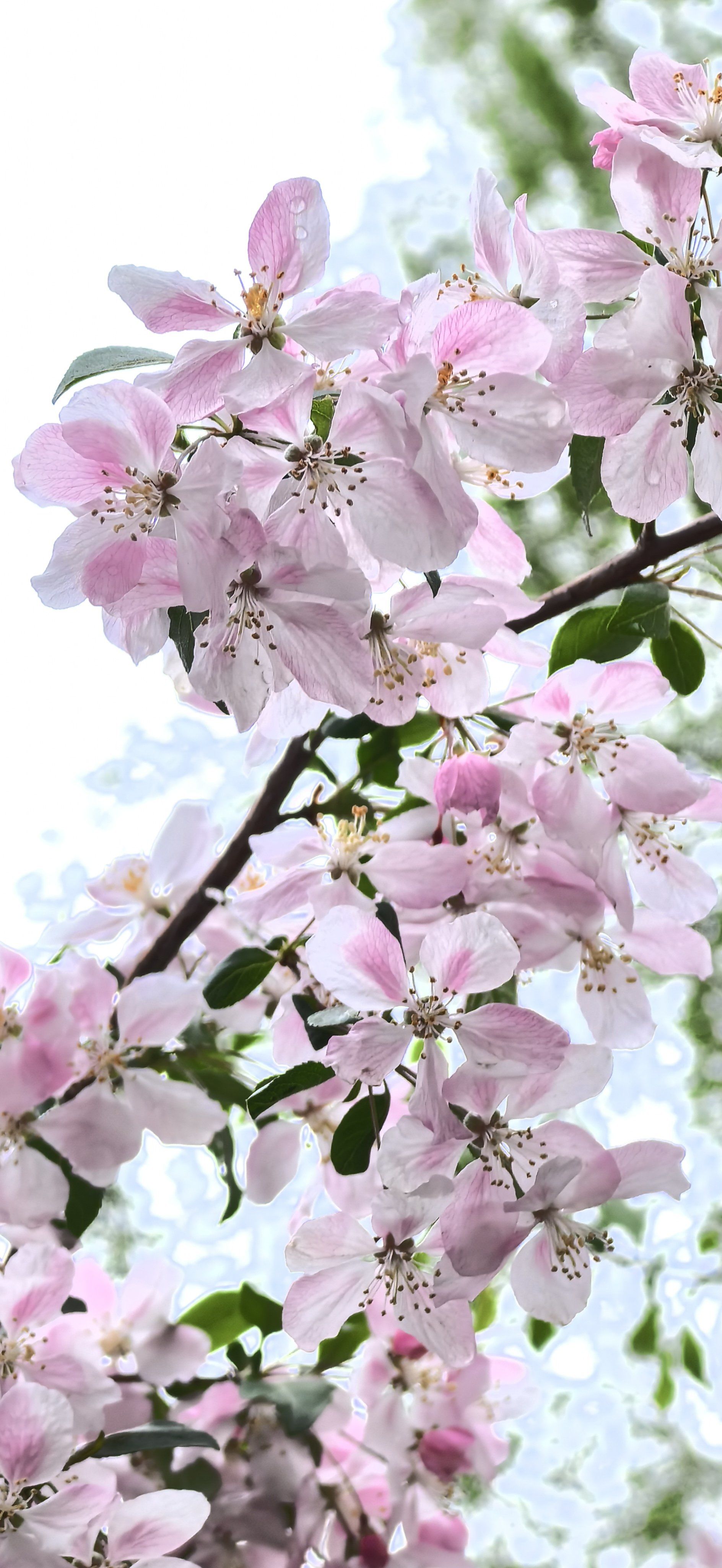 三月三日去哪游水賞花?94海棠花溪惊艳妳94