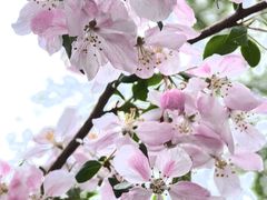 -海棠花溪(元大都城垣遗址公园)