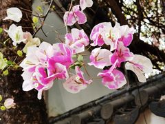 -深圳国际园林花卉博览园