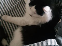 -四月宠物医院·猫专科·心脏专科·内科(转塘店)
