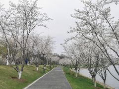 -羊山湖公园