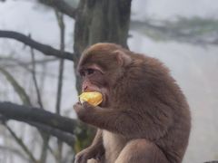 -峨眉山风景名胜区