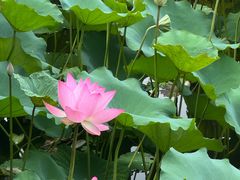 -荔湾湖公园
