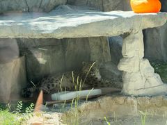 -青藏高原野生动物园