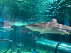 -福州罗源湾海洋世界旅游区