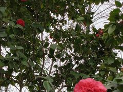 -重庆彩云湖湿地公园