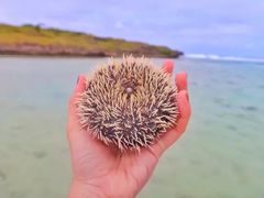 -塞尔夫岛